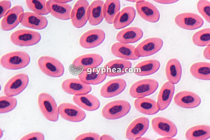 Sang de Poulet x200 - gryphea.org